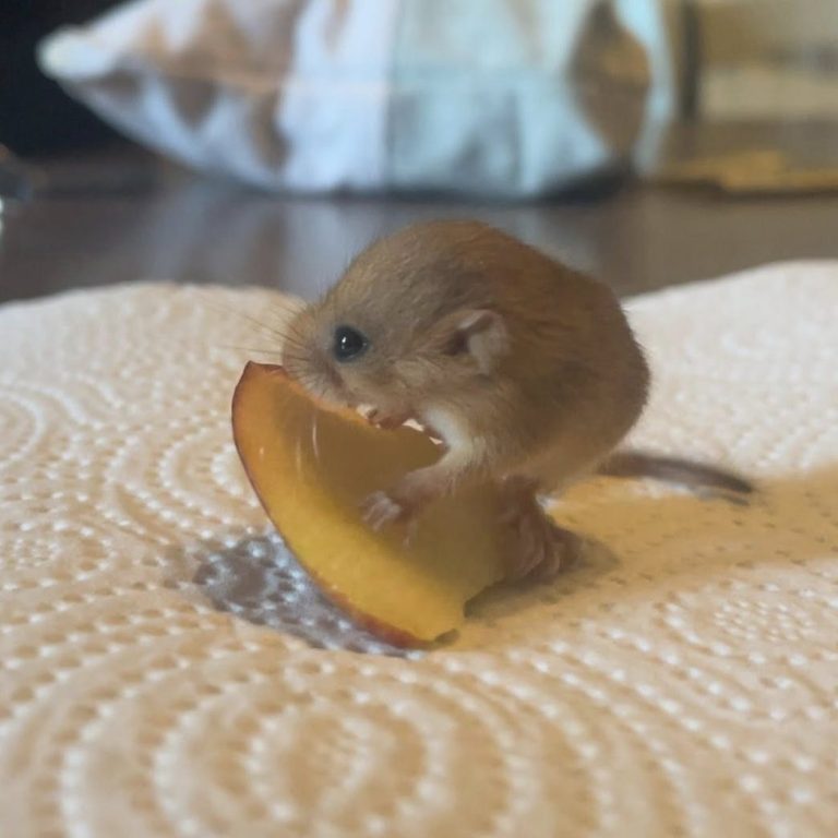 Ogni animale ha la sua parte nel mondo Un piccolo roditore che fa colazione con una pesca da noi fornita.