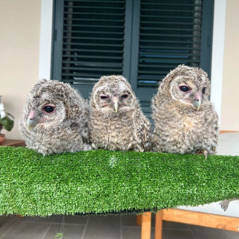 Eravamo in pochi ma siamo cresciuti, diventa volontario anche tu pe salvare gli animali. Tre giovani rapaci su un ramo rivestito di erba artificiale in attesa di crescere e tornare liberi.