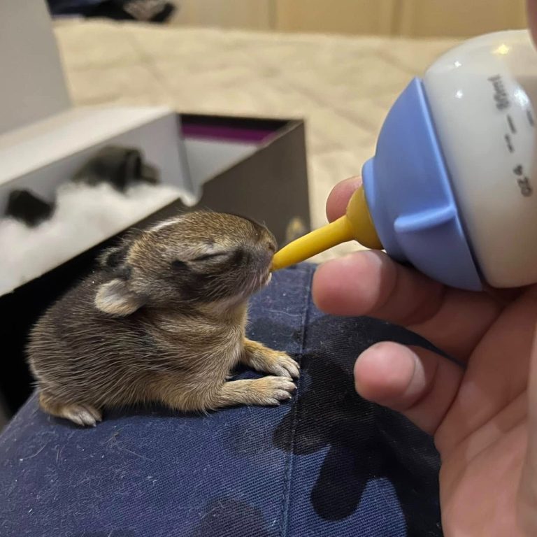 La nostra volontaria all' opera Un coniglietto riceve latte da un biberon di una nostra volontaria