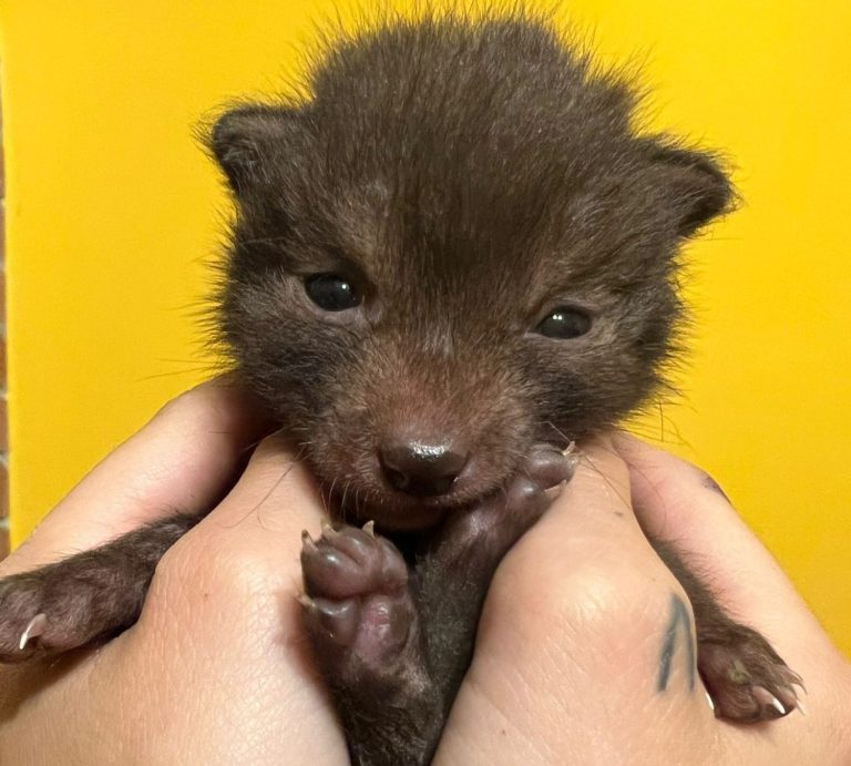Era un cucciolo di volpe ora è il nostro Principe Cucciolo di volpe tenuto tra le mani su uno sfondo giallo. Grazie a alla nostra passione è diventato grande ed è diventato un Principe